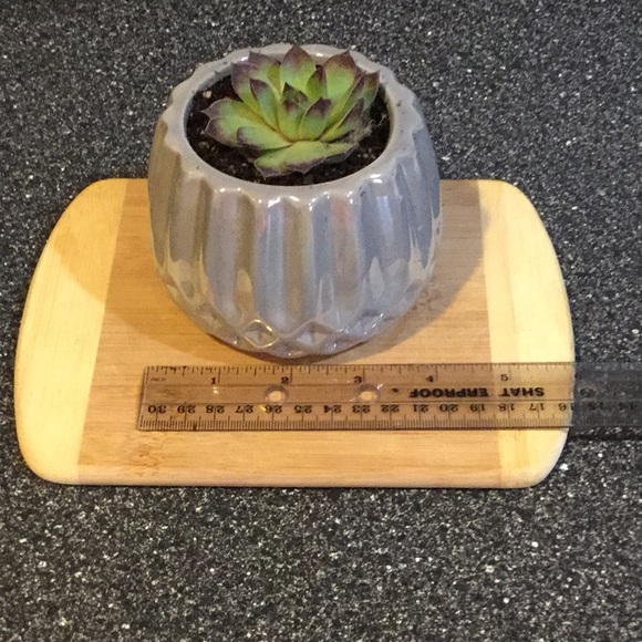 Succulent - Picture 3 of 4